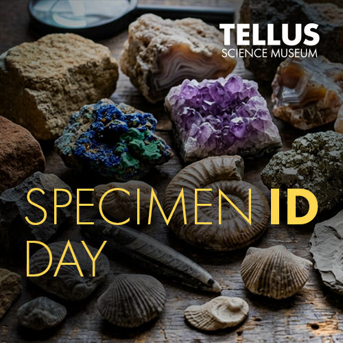 Specimen ID Day at Tellus Science Museum